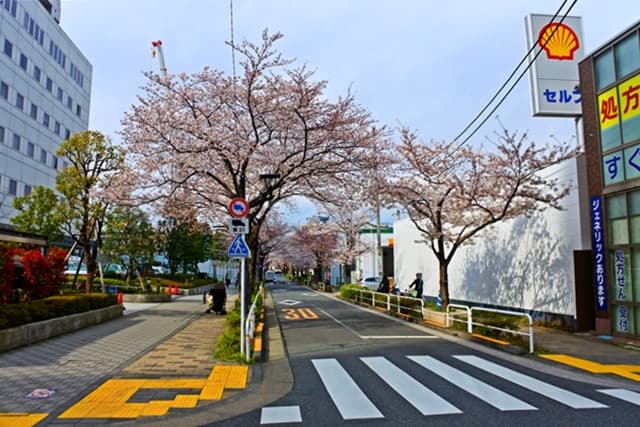立会道路の桜並木