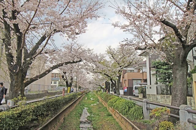 呑川緑道の桜並木