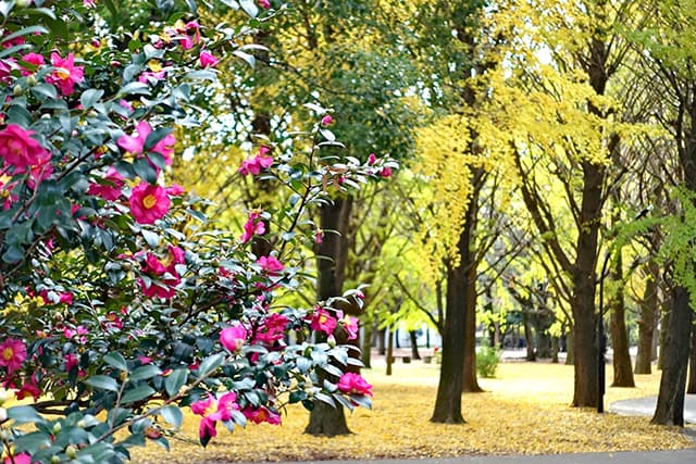 蘆花恒春公園