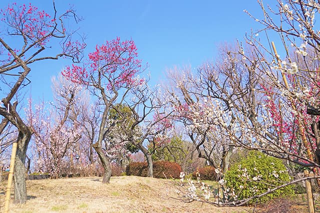 羽根木公園
