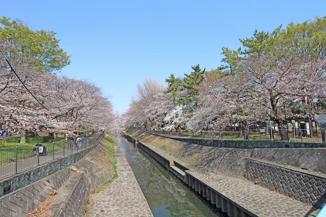 善福寺川の桜並木