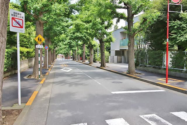 いちょう並木
