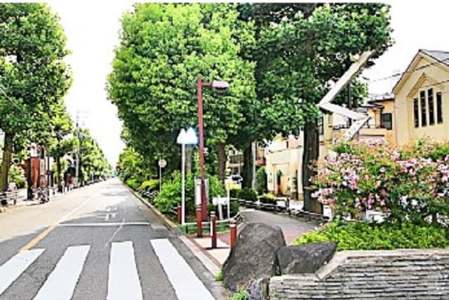 見通しの良いユリの木通り
