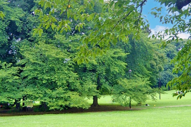 砧公園