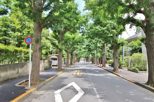 田園調布イチョウ並木