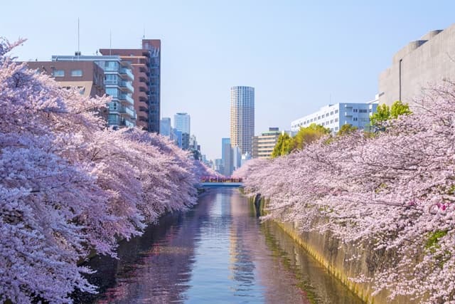 目黒川